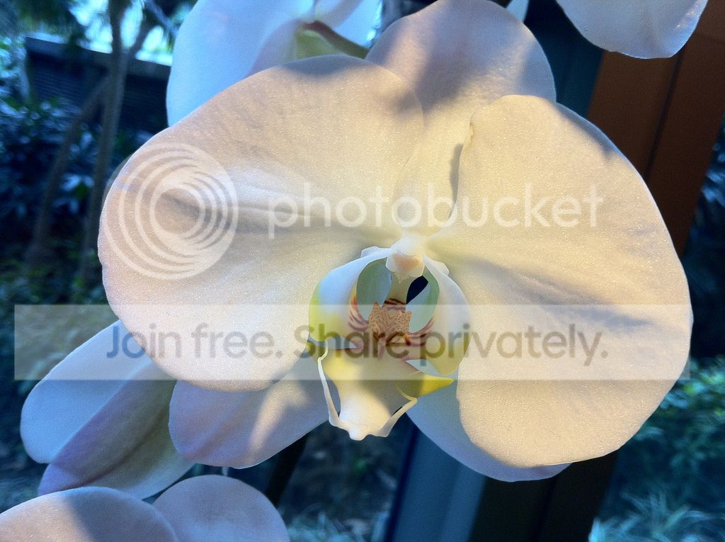 Camera Showdown Xperia Arc Versus Nokia N8 Iphone 4 And Galaxy S